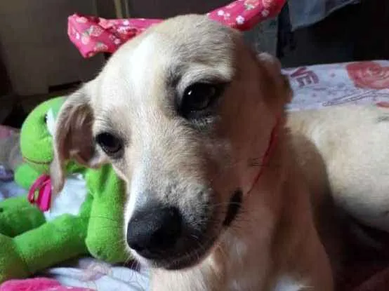 Cachorro ra a SRD idade 1 ano nome Maya
