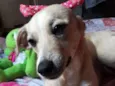 Maya
