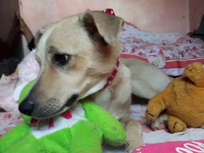 Cachorro ra a SRD idade 1 ano nome Maya