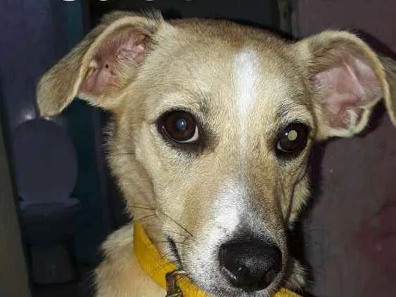 Cachorro ra a SRD idade 1 ano nome Maya