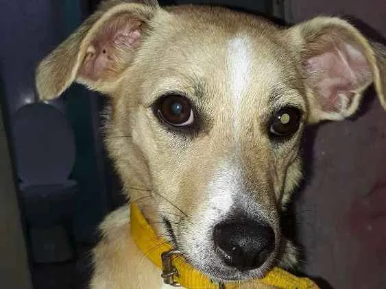 Cachorro ra a SRD idade 1 ano nome Maya