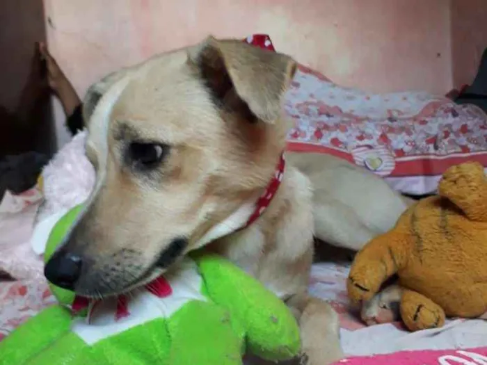 Cachorro ra a SRD idade 1 ano nome Maya