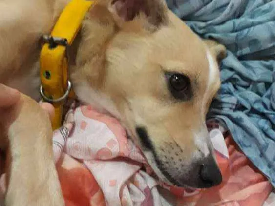Cachorro ra a SRD idade 1 ano nome Maya