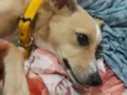 Maya