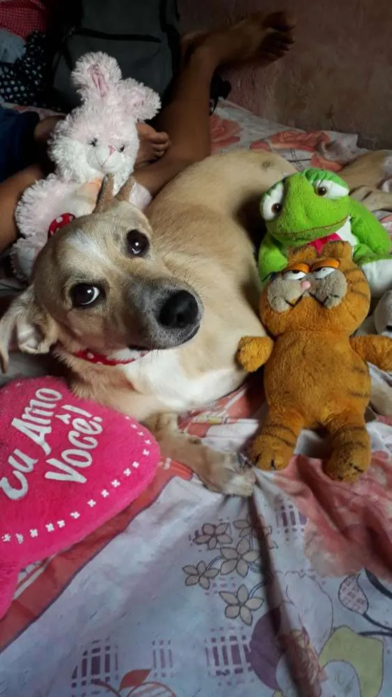 Cachorro ra a SRD idade 1 ano nome Maya