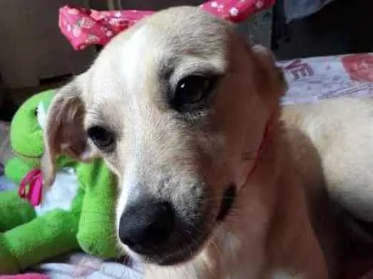 Cachorro ra a SRD idade 1 ano nome Maya