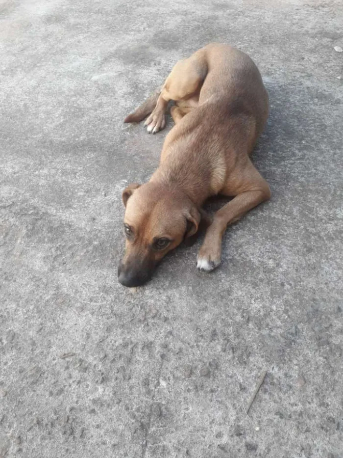 Cachorro ra a Vira lata  idade 1 ano nome Urubulino