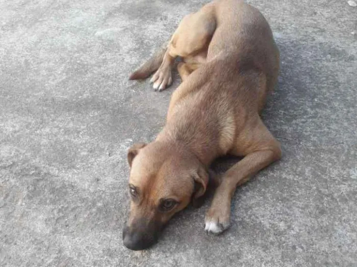 Cachorro ra a Vira lata  idade 1 ano nome Urubulino