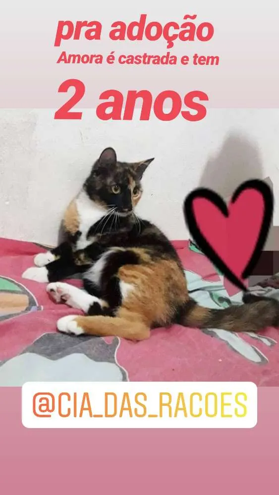 Gato ra a SRD idade 2 anos nome Amora