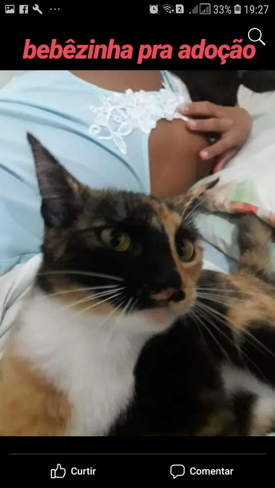 Gato ra a SRD idade 2 anos nome Amora
