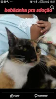 Amora