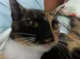 Amora