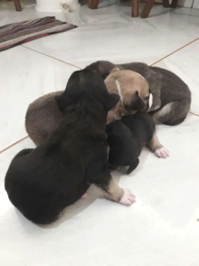 Cachorro ra a Vira lata  idade Abaixo de 2 meses nome Não tem nome 4 filho