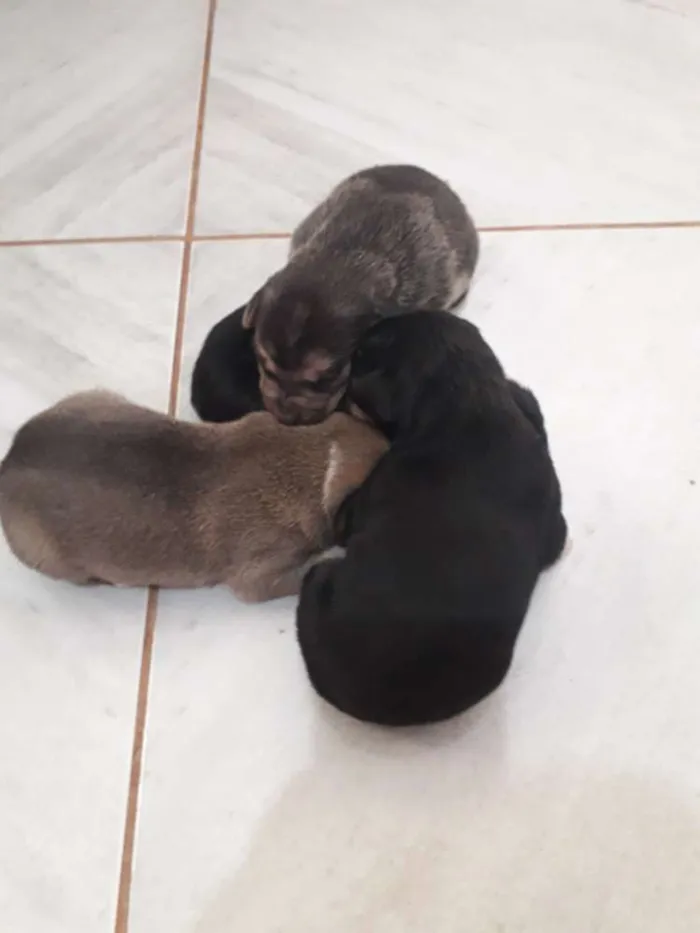 Cachorro ra a Vira lata  idade Abaixo de 2 meses nome Não tem nome 4 filho