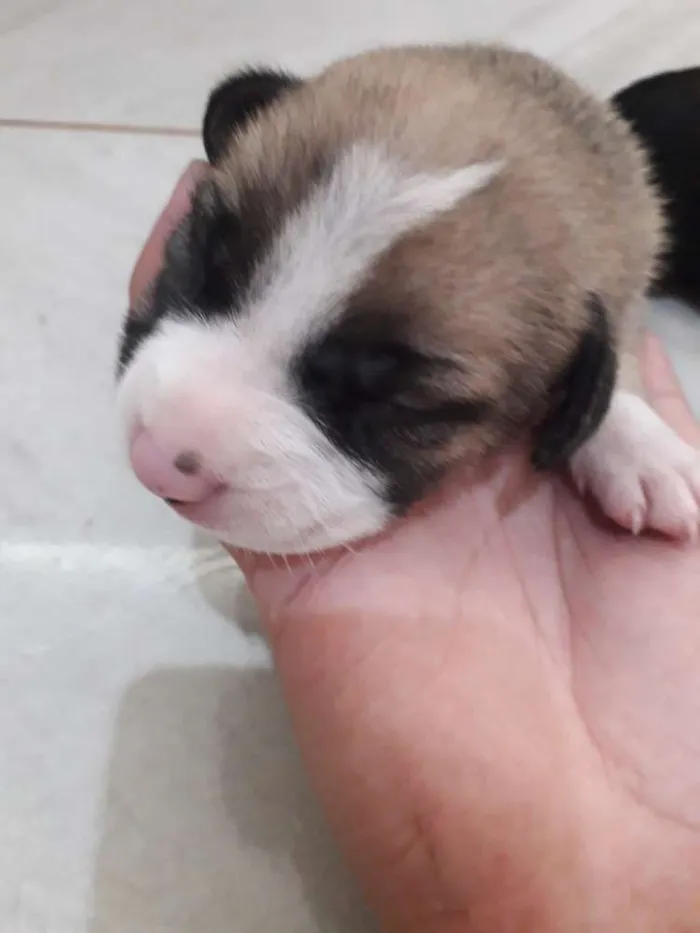 Cachorro ra a Vira lata  idade Abaixo de 2 meses nome Não tem nome 4 filho