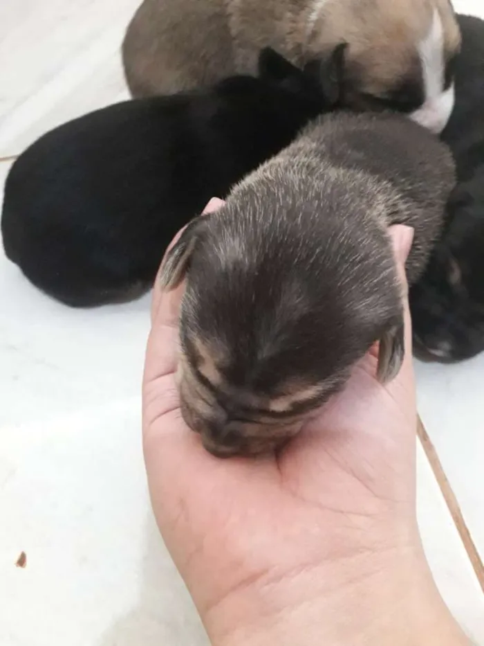 Cachorro ra a Vira lata  idade Abaixo de 2 meses nome Não tem nome 4 filho