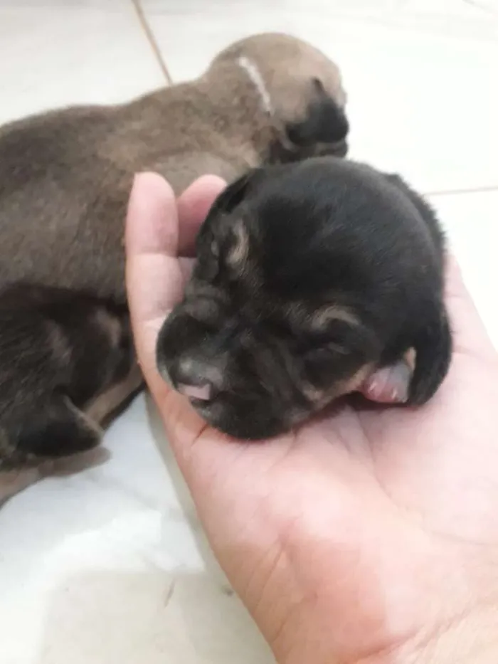 Cachorro ra a Vira lata  idade Abaixo de 2 meses nome Não tem nome 4 filho