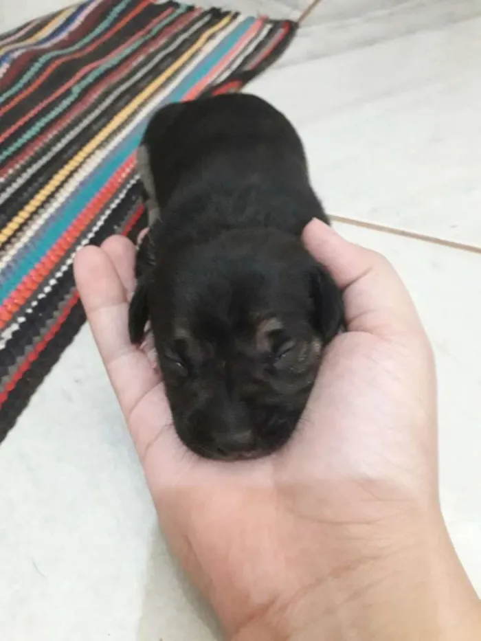 Cachorro ra a Vira lata  idade Abaixo de 2 meses nome Não tem nome 4 filho