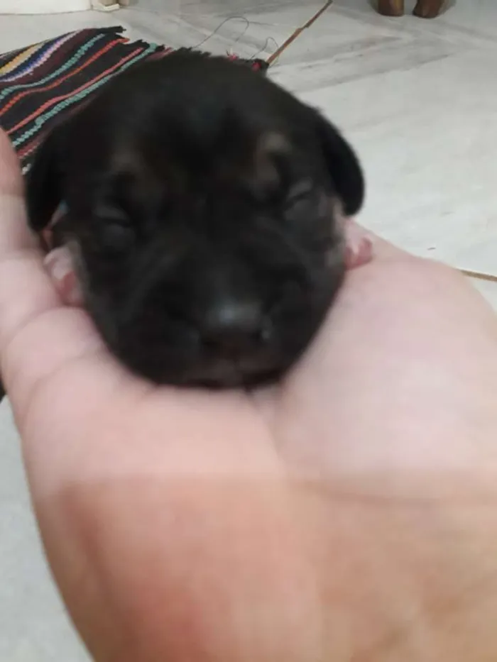 Cachorro ra a Vira lata  idade Abaixo de 2 meses nome Não tem nome 4 filho