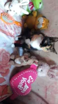 Amora