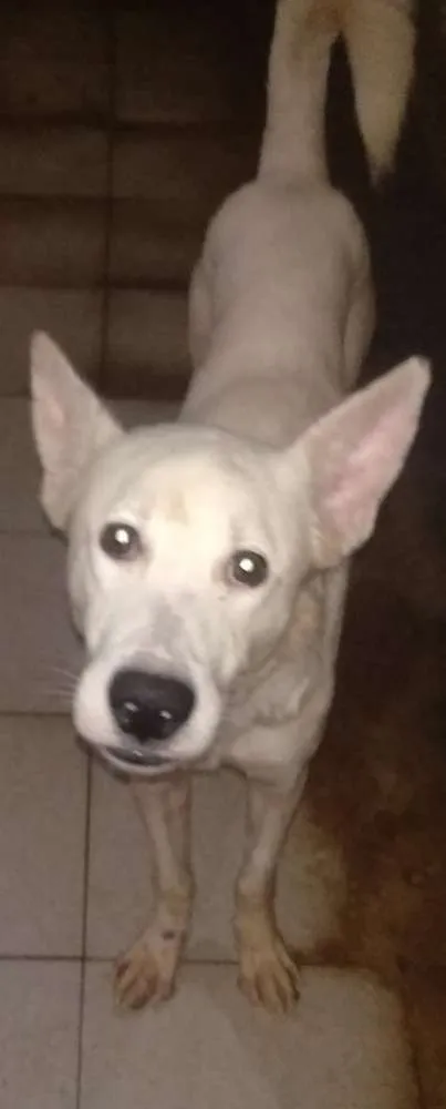 Cachorro ra a SRD idade 2 anos nome Algodão 