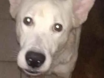 Cachorro ra a SRD idade 2 anos nome Algodão 