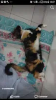 Amora