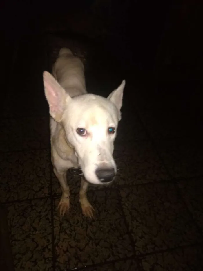Cachorro ra a SRD idade 2 anos nome Algodão 