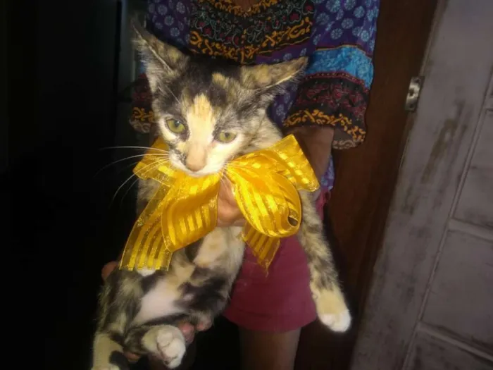 Gato ra a Indefinida idade 2 a 6 meses nome Tricolor 