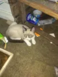 Sialata