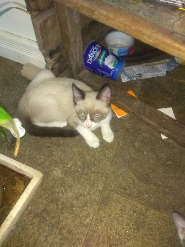 Gato ra a Indefinida idade 2 a 6 meses nome Sialata
