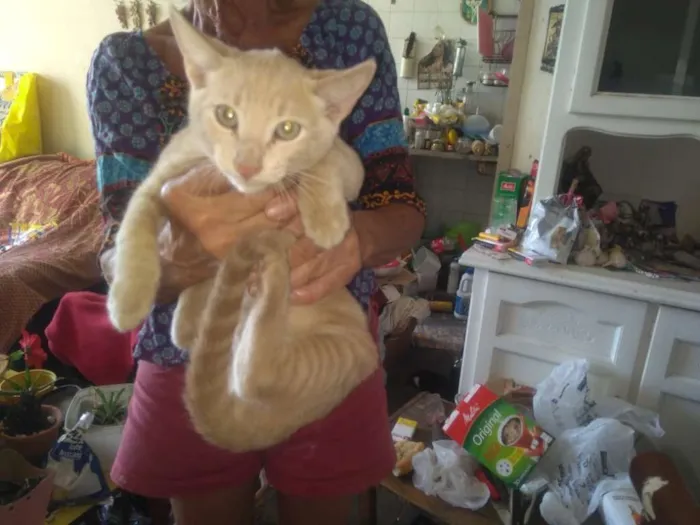 Gato ra a Indefinida idade 2 a 6 meses nome Loirinho