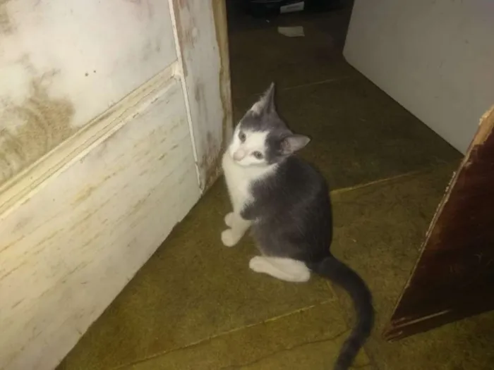 Gato ra a Indefinida idade 2 a 6 meses nome Cinza 