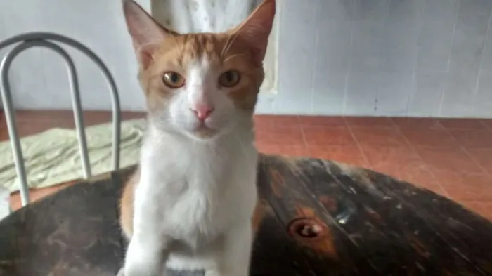 Gato ra a vira-lata idade 7 a 11 meses nome dengoso e tonico