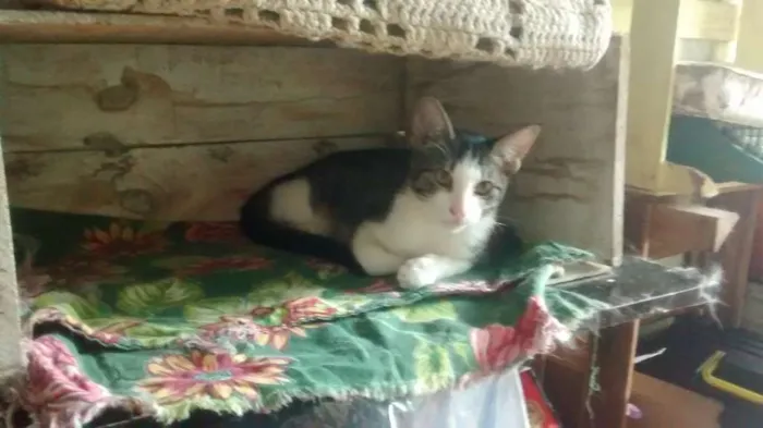 Gato ra a vira-lata idade 7 a 11 meses nome dengoso e tonico