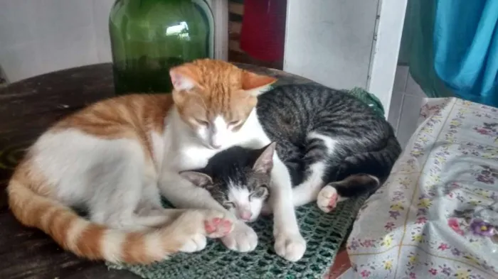 Gato ra a vira-lata idade 7 a 11 meses nome dengoso e tonico