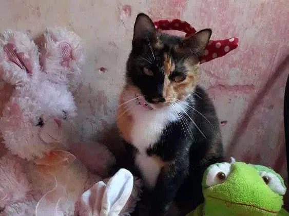 Gato ra a SRD idade 2 anos nome Amora