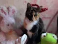 Amora