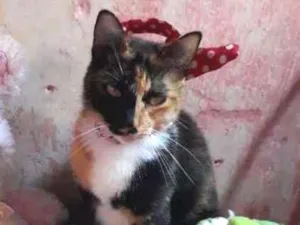 Gato raça SRD idade 2 anos nome Amora