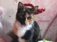 Amora