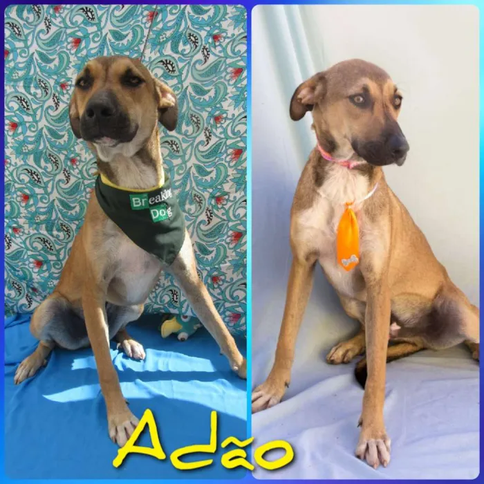 Cachorro raça Srd idade 1 ano nome Adão 