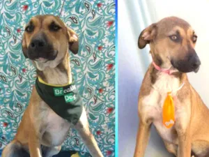 Cachorro raça Srd idade 1 ano nome Adão 