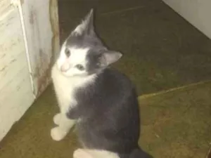 Gato raça Indefinida idade 2 a 6 meses nome Cinza 