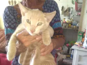 Gato raça Indefinida idade 2 a 6 meses nome Loirinho