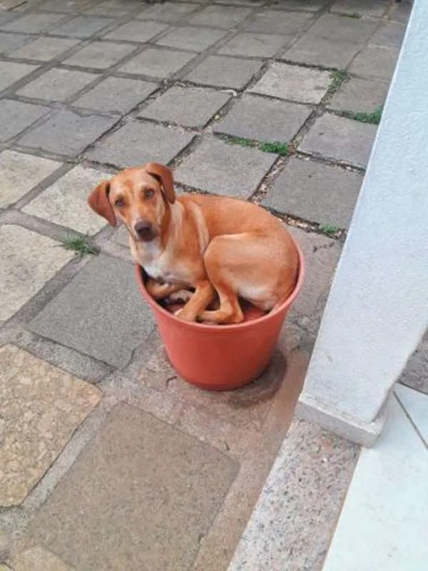 Cachorro raça SRD (Vira Lata) idade 2 anos nome Dora