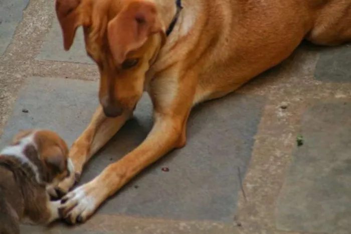 Cachorro raça SRD (Vira Lata) idade 2 anos nome Dora