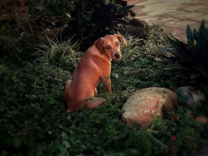 Cachorro raça SRD (Vira Lata) idade 2 anos nome Dora