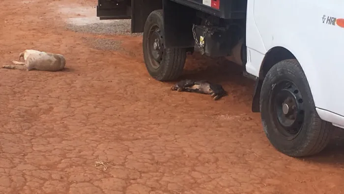 Cachorro ra a SRD idade 2 anos nome Sem nome