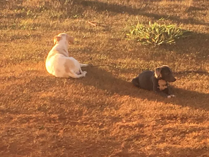 Cachorro ra a SRD idade 2 anos nome Sem nome
