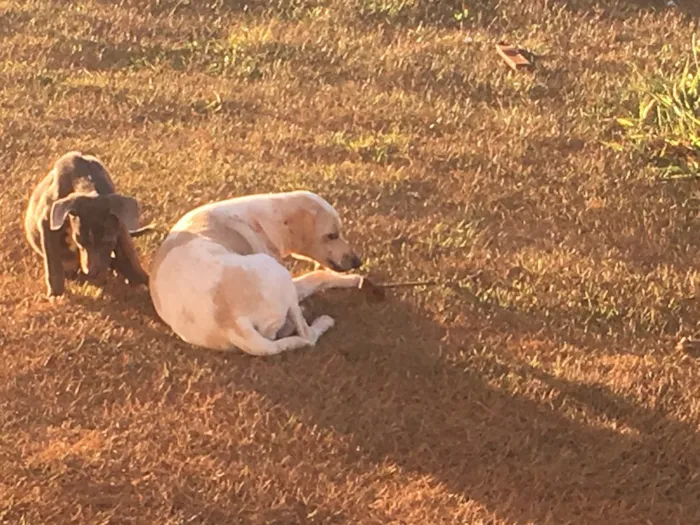 Cachorro ra a SRD idade 2 anos nome Sem nome